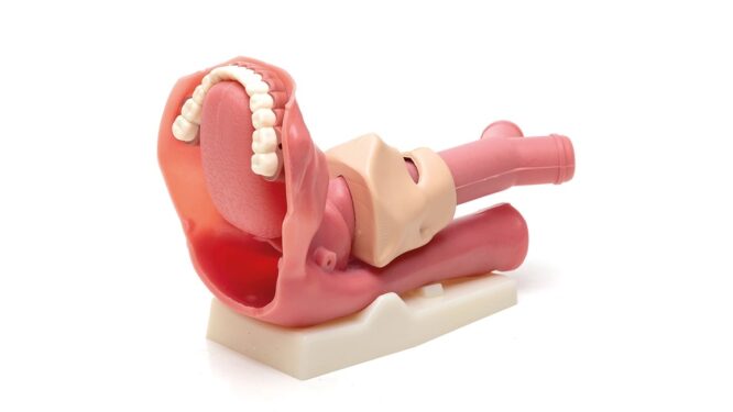 LAERDAL AIRWAY MANAGEMENT TRAINER - Image 4