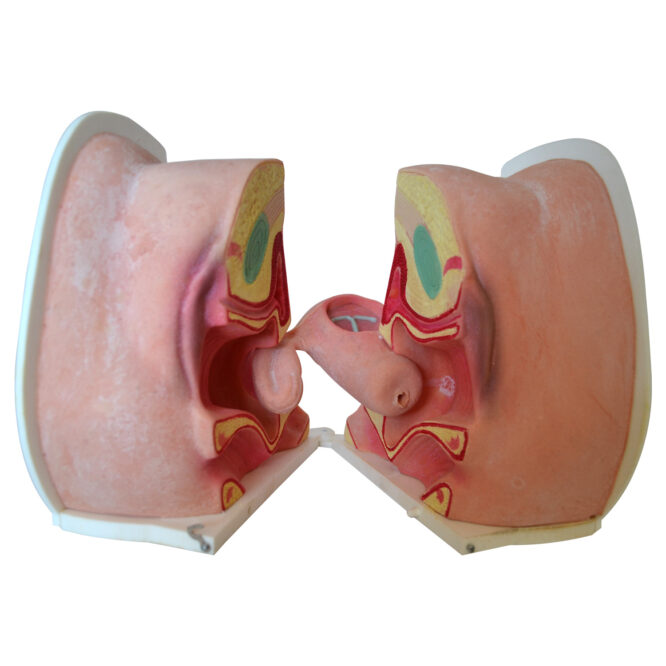 MECHANICAL FEMALE CONTRACEPTION TRAINER MODEL